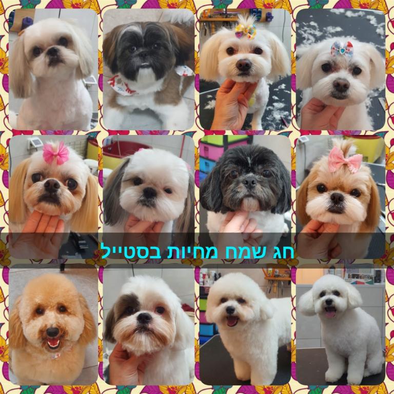 המספרה לכלבים וחתולים של הודיה המספרה לכלבים וחתולים של הודיה