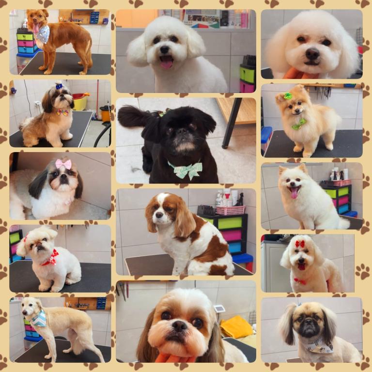 המספרה לכלבים וחתולים של הודיה המספרה לכלבים וחתולים של הודיה