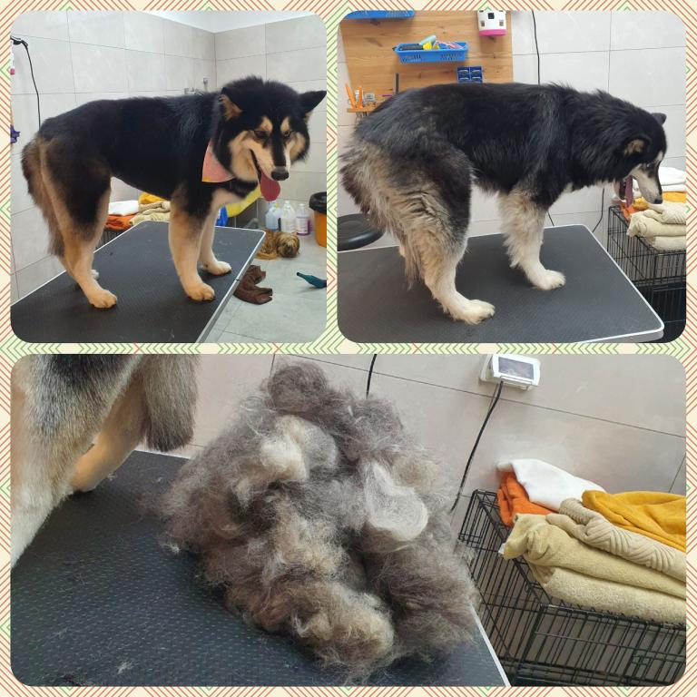 המספרה לכלבים וחתולים של הודיה המספרה לכלבים וחתולים של הודיה