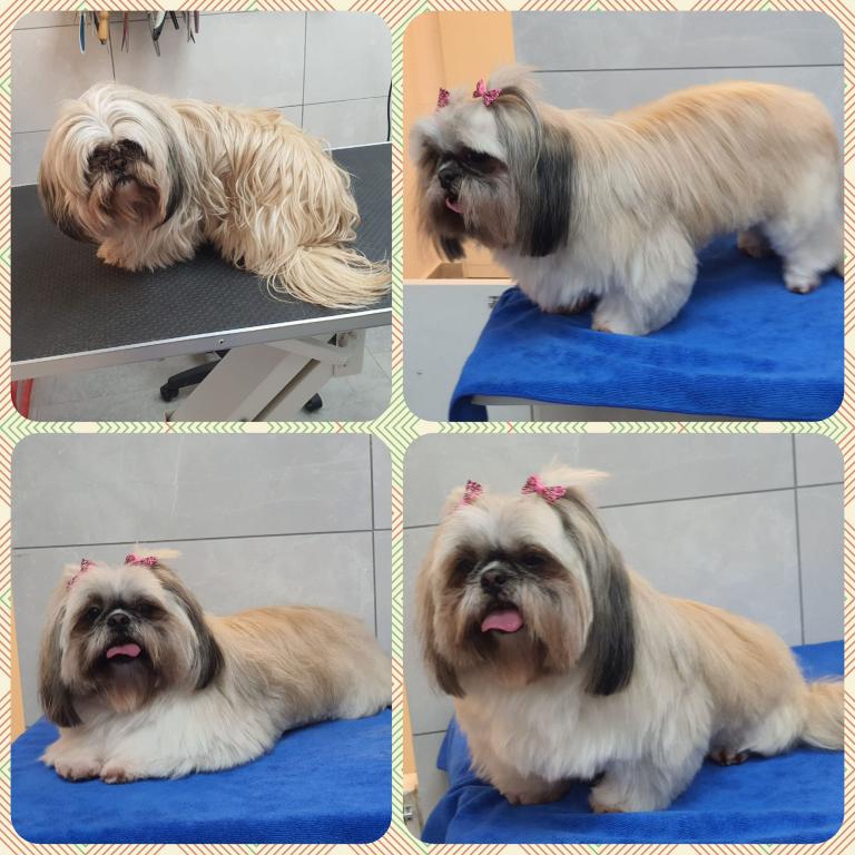 המספרה לכלבים וחתולים של הודיה המספרה לכלבים וחתולים של הודיה