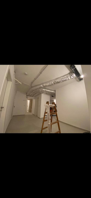 האלמוג האלמוג