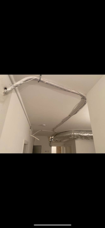 האלמוג האלמוג