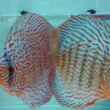 Discus farm