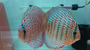 Discus farm