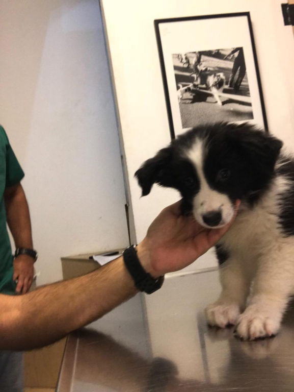 וטרינר במרכז וטרינר במרכז