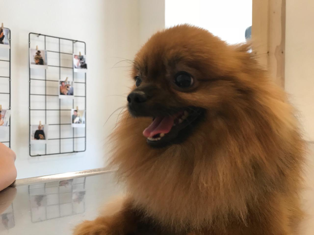 וטרינר במרכז וטרינר במרכז