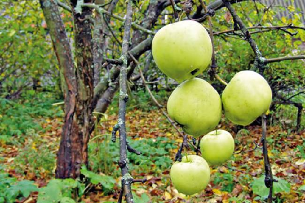 יודאיקה שופס יודאיקה שופס