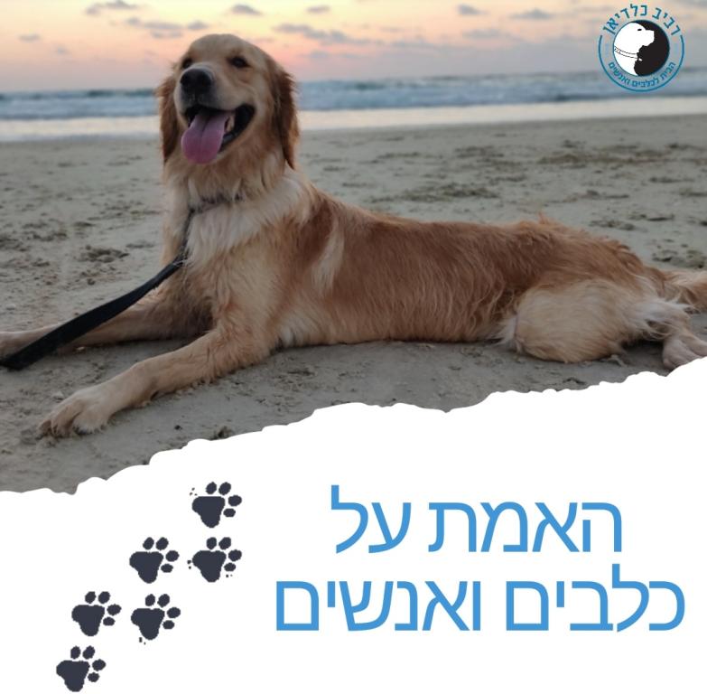 רביב כלדיאן הבית לכלבים ואנשים רביב כלדיאן הבית לכלבים ואנשים