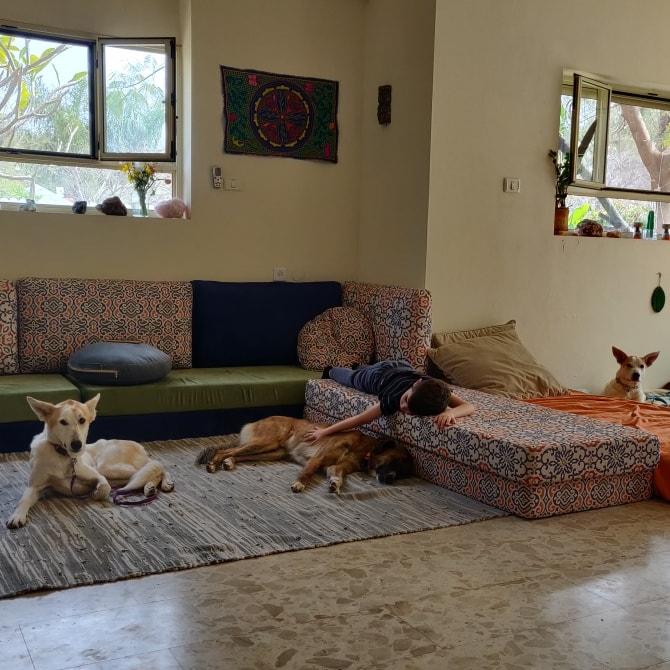 רביב כלדיאן הבית לכלבים ואנשים רביב כלדיאן הבית לכלבים ואנשים