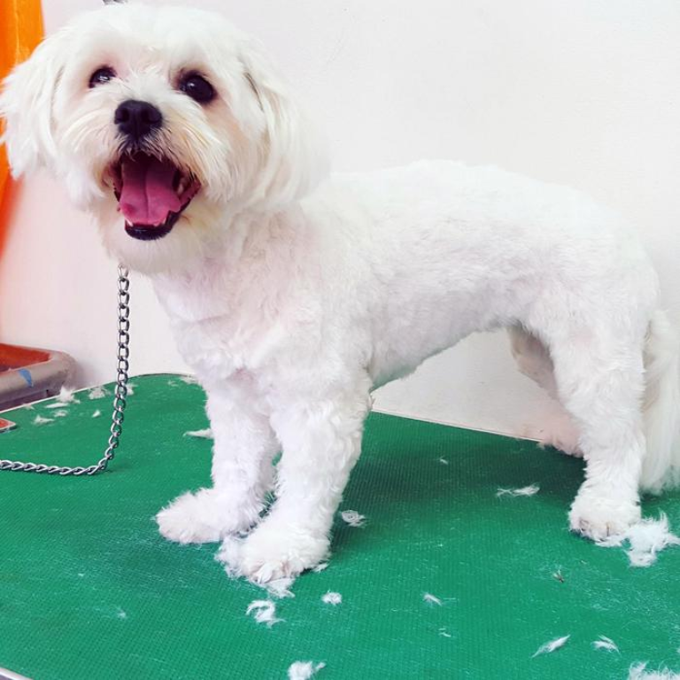 לינקר לינקר