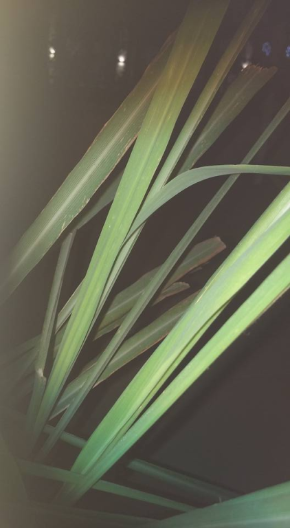 קוסמטיקה וטיפולי יופי קוסמטיקה וטיפולי יופי