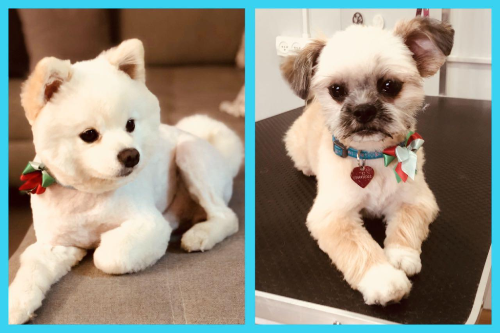 סטייל דוג שופ סטייל דוג שופ