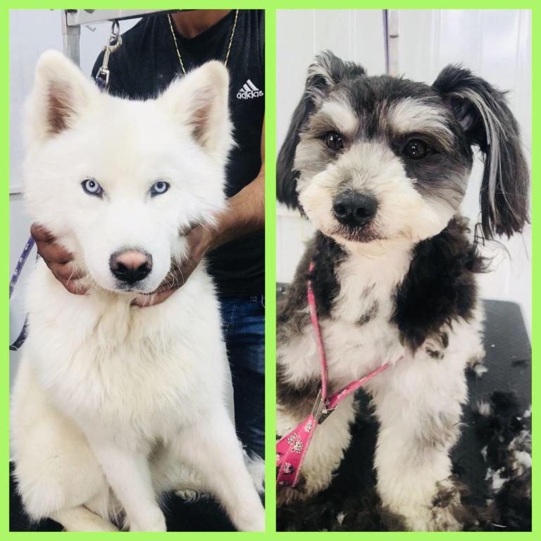 סטייל דוג שופ סטייל דוג שופ