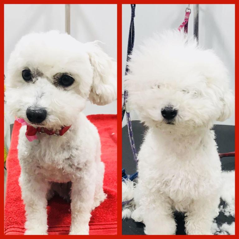 סטייל דוג שופ סטייל דוג שופ