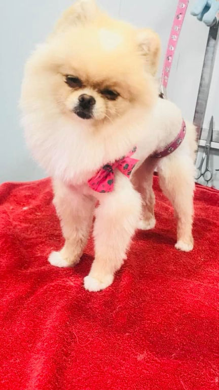 סטייל דוג שופ סטייל דוג שופ