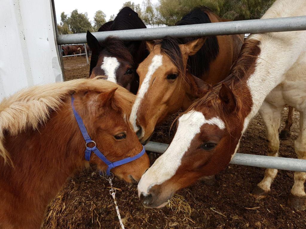 חוות סוסים פרח בכרמים חוות סוסים פרח בכרמים