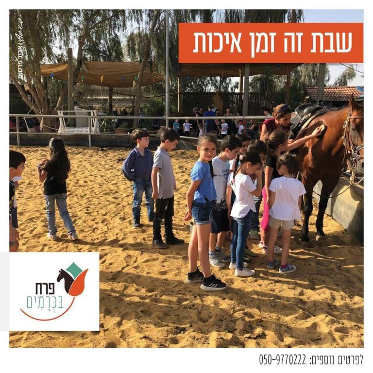חוות סוסים פרח בכרמים חוות סוסים פרח בכרמים