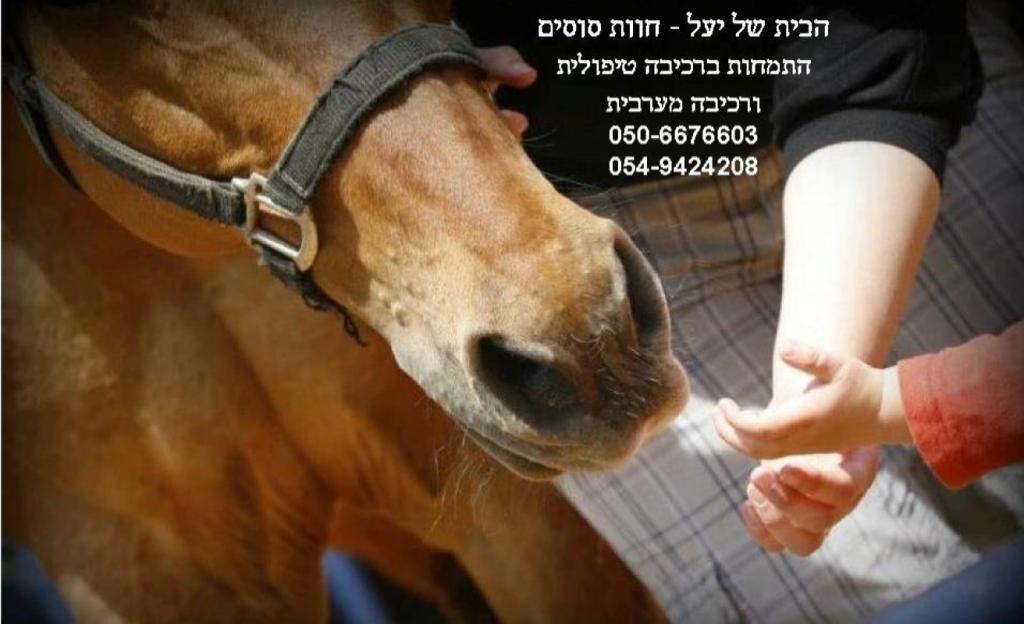 חוות סוסים הבית של יעל חוות סוסים הבית של יעל