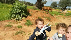 חוות סוסים הבית של יעל