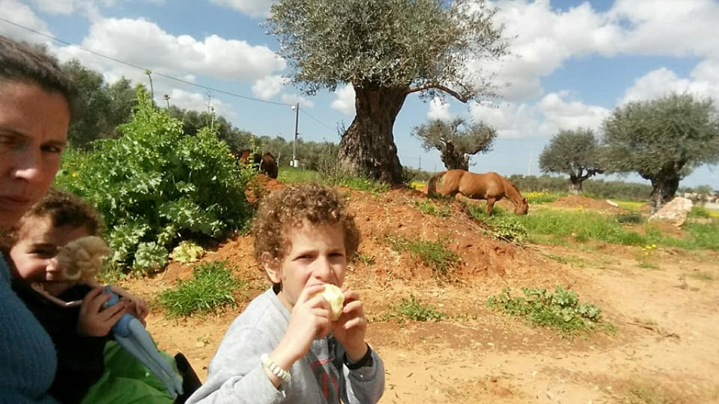 חוות סוסים הבית של יעל חוות סוסים הבית של יעל