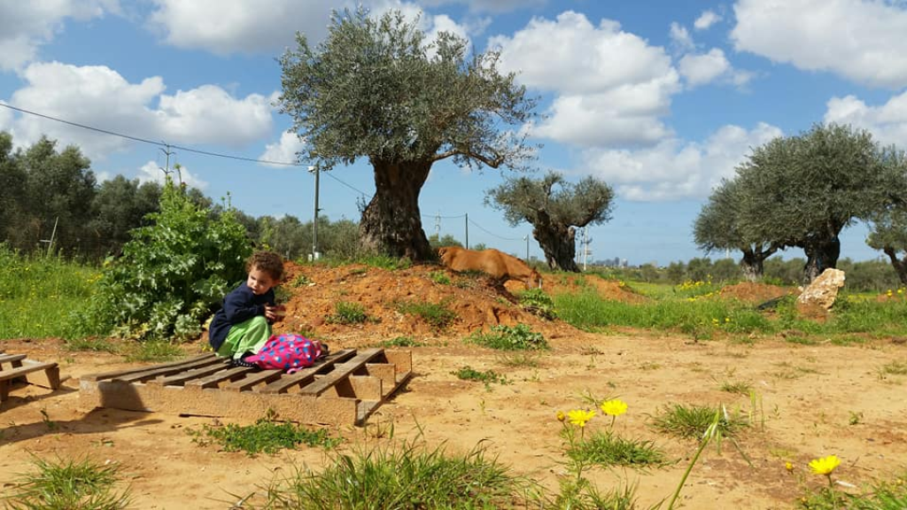 חוות סוסים הבית של יעל חוות סוסים הבית של יעל