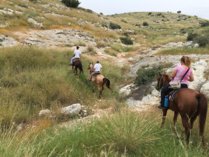 חוות תות