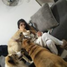 Kim's dog's