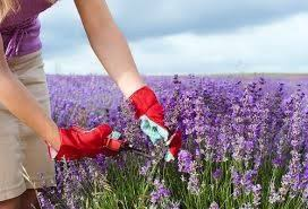 יפתח המרכז לציוד וחומרים יפתח המרכז לציוד וחומרים