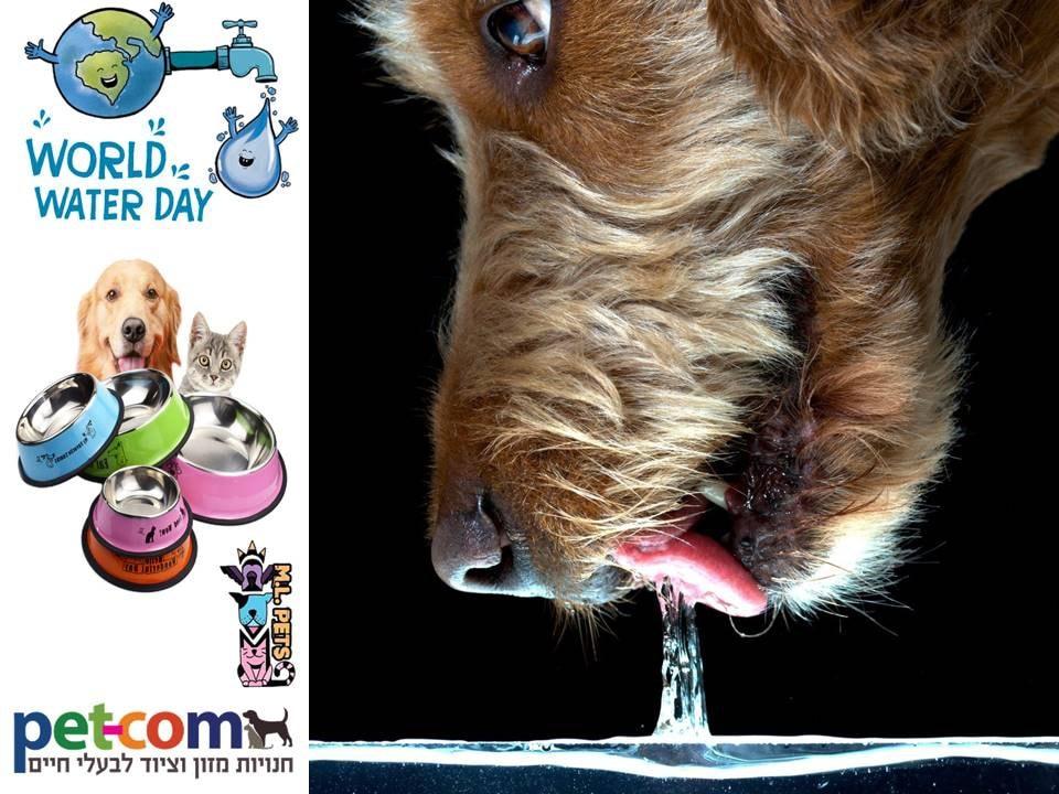 My Dog Food My Dog Food