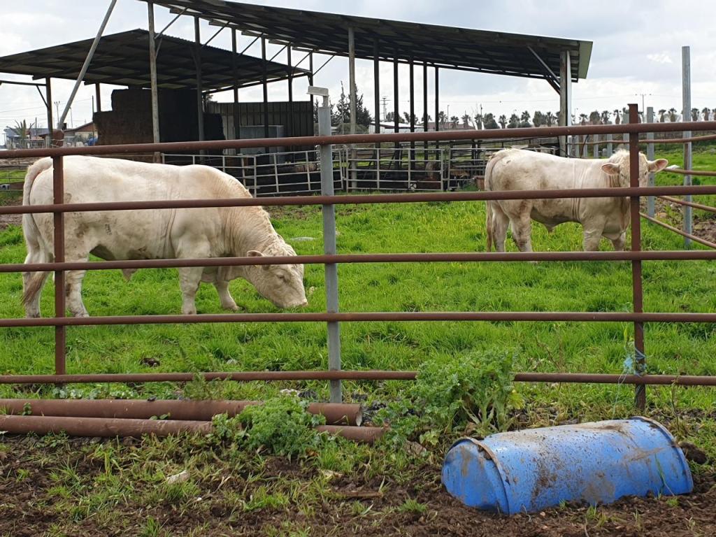 אטליז רוני שחורי אטליז רוני שחורי