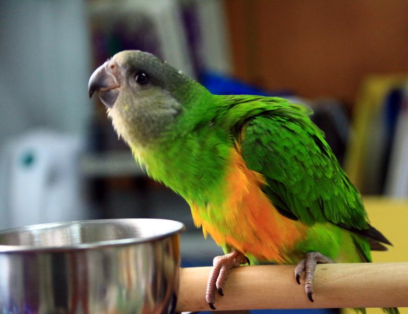 תוכים בעמק תוכים בעמק