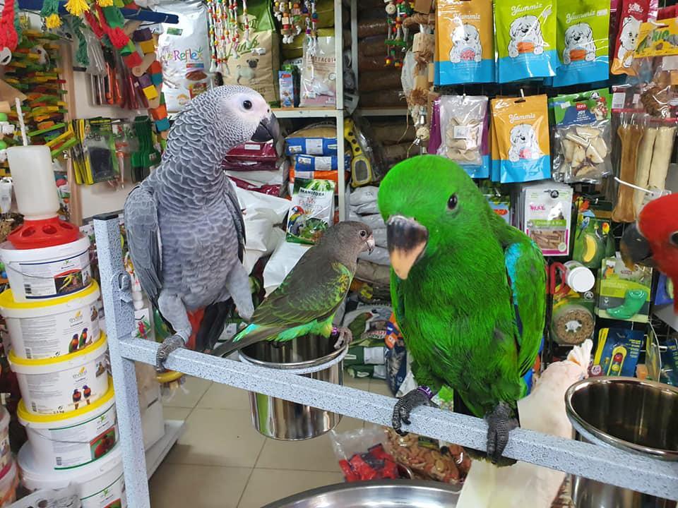 תוכים בעמק תוכים בעמק