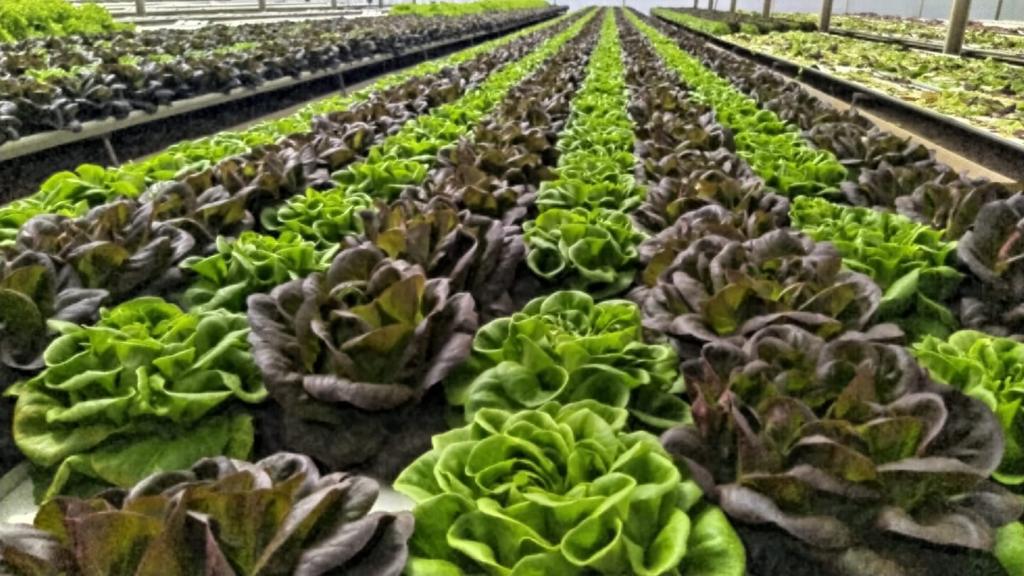 גרופוניקס גרופוניקס