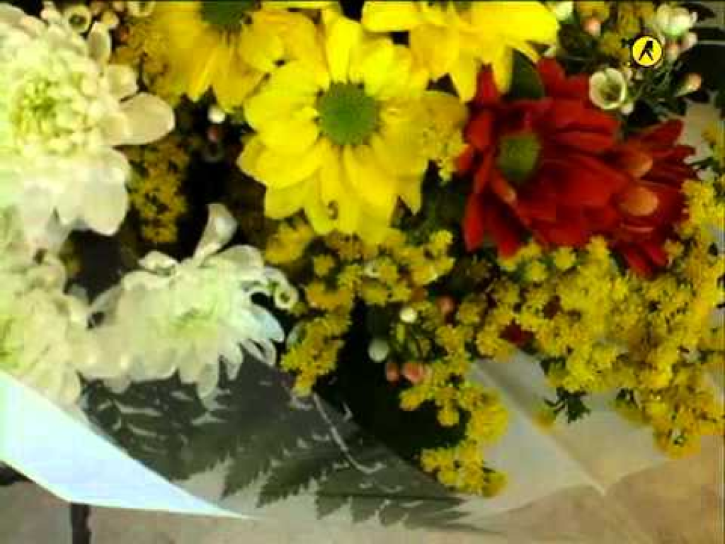 פרחי ברזיל פרחי ברזיל