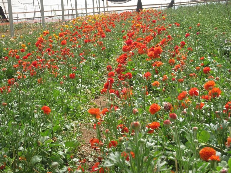 משתלת תמרה משתלת תמרה