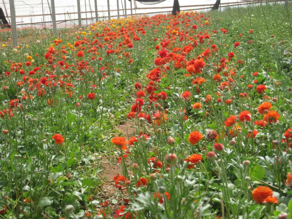 משתלת תמרה משתלת תמרה