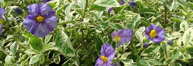 משתלת תמרה משתלת תמרה