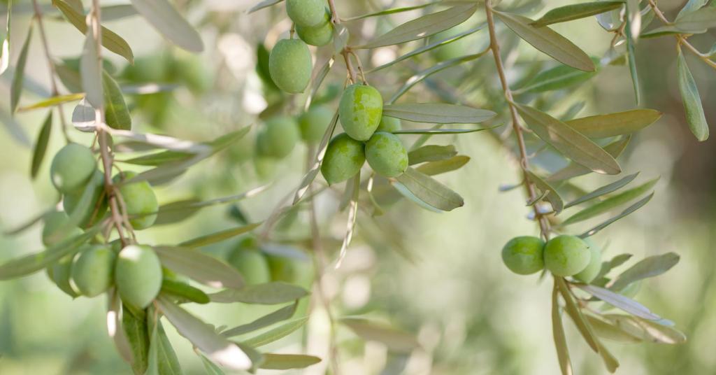 כד חרס בית בד כד חרס בית בד