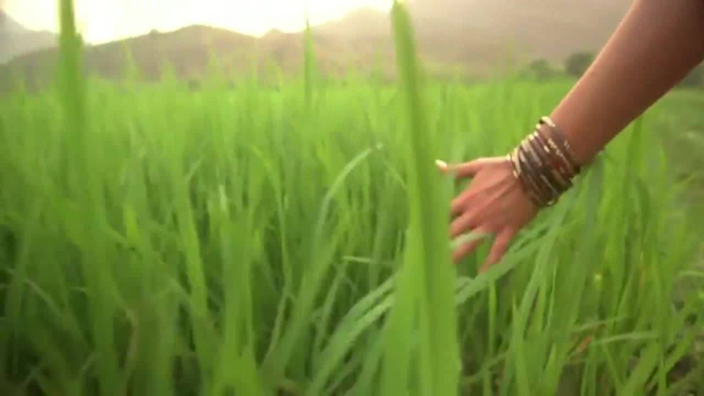 טייסטורס טייסטורס