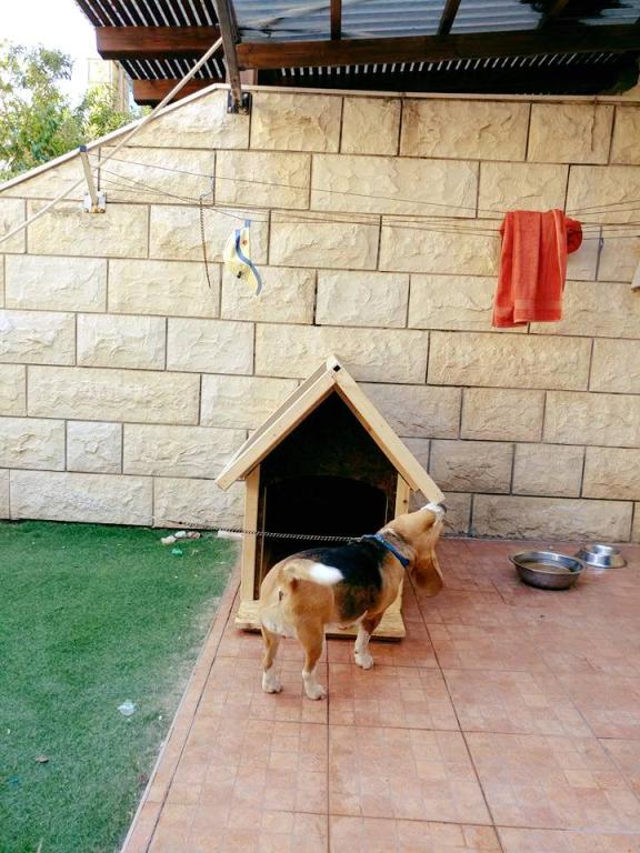 ד.ש. עבודה בעץ ד.ש. עבודה בעץ