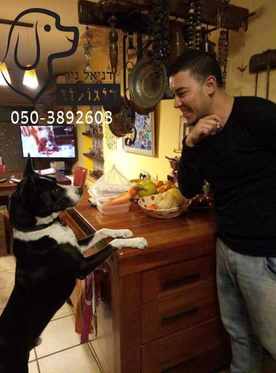 דניאל דוגולוג אילוף כלבים דניאל דוגולוג אילוף כלבים