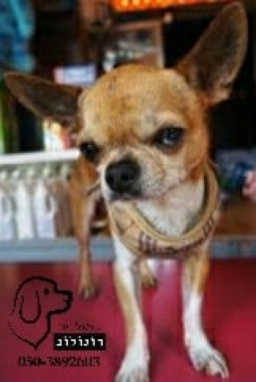 דניאל דוגולוג אילוף כלבים דניאל דוגולוג אילוף כלבים