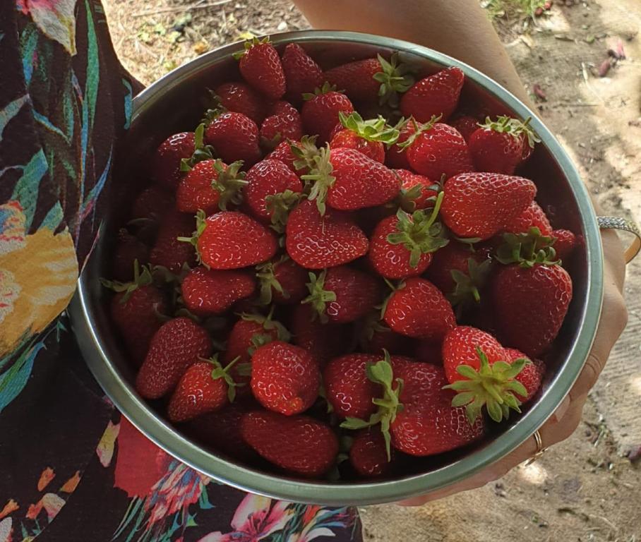חוות הסוס והדובדבן חוות הסוס והדובדבן