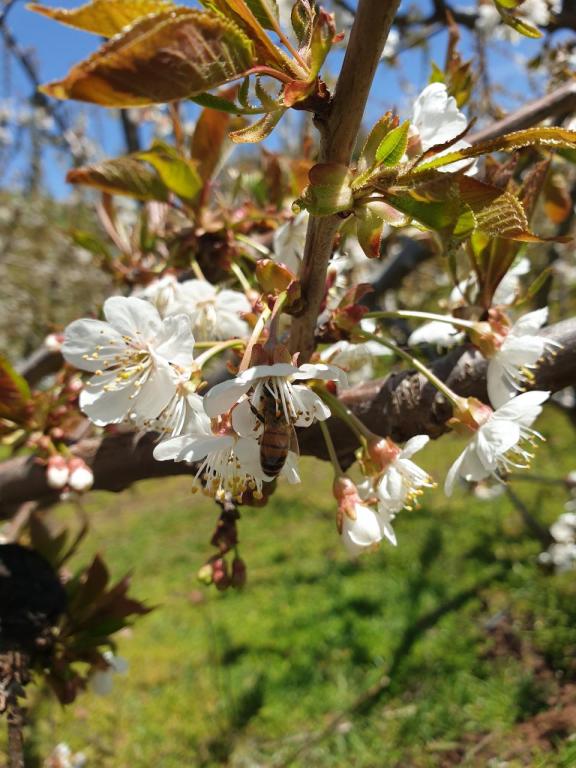 חוות הסוס והדובדבן חוות הסוס והדובדבן