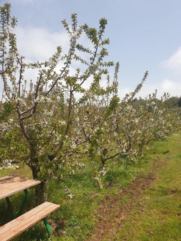 חוות הסוס והדובדבן חוות הסוס והדובדבן