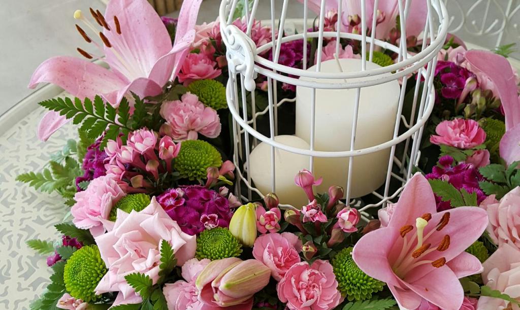 שנולינה שנולינה