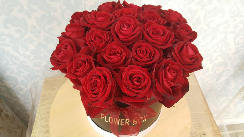 שנולינה שנולינה