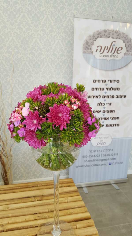 שנולינה שנולינה