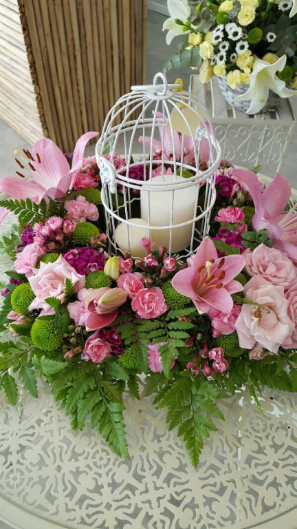 שנולינה שנולינה