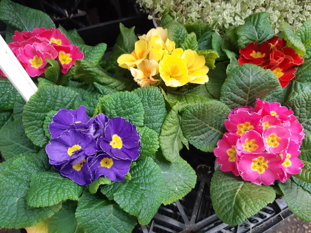 חן לגן חן לגן